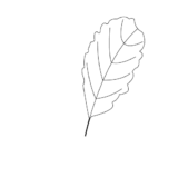 Galama